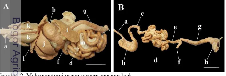 Gambar 2  Makroanatomi organ viscera musang luak.                  A. Gambaran organ viscera musang luak, B