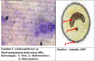 Gambar 5. Ichthyophthirius sp        