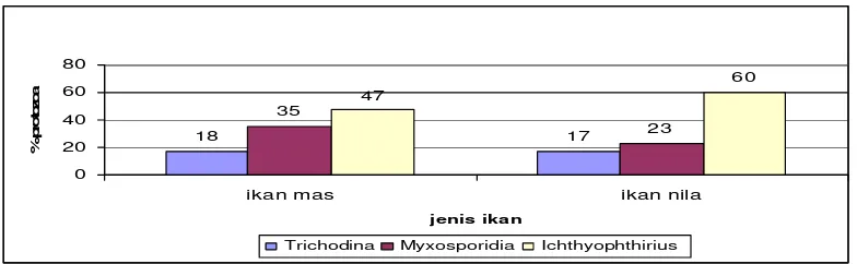 Gambar 6. Perbandingan persentase protozoa pada kulit ikan mas dan nila 