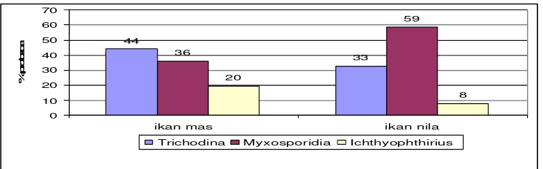 Gambar 7. Perbandingan persentase protozoa pada insang ikan mas dan nila 