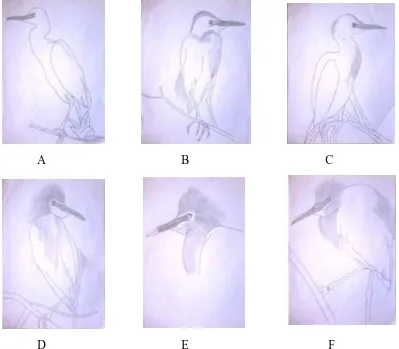 Gambar 2. A. B. ibis dengan perubahan warna bagian paruh, B. B. ibis dengan perubahan warna bagian kaki, C