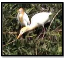Gambar 4. Sepasang B. ibis yang sedang meneruskan membangun sarang setengah jadi di Kawasan Hutan Mangrove Desa Tanjung Rejo
