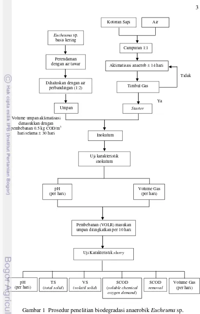 Gambar 1  Prosedur penelitian biodegradasi anaerobik Eucheuma sp. 