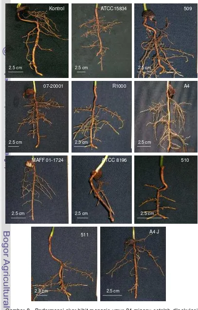 Gambar 8.  Performansi akar bibit manggis umur 24 minggu setelah diinokulasi 
