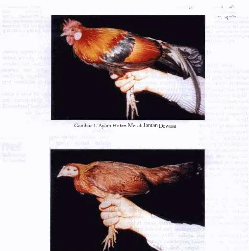 Gambar - 2. Ayam Hutan Merah Betina Dewasa 