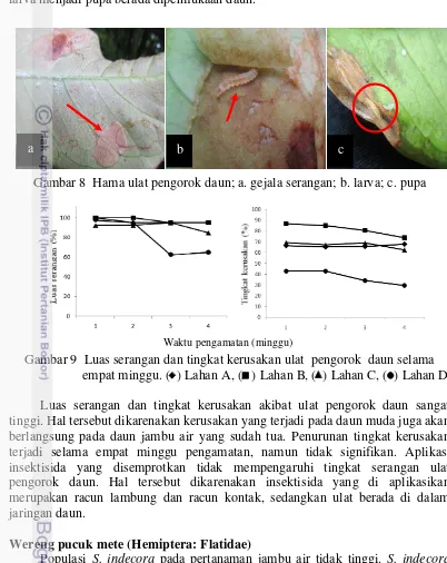 Gambar 8  Hama ulat pengorok daun; a. gejala serangan; b. larva; c. pupa 