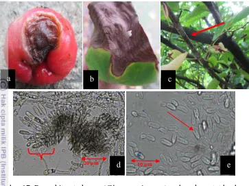 Gambar 17  Penyakit antraknosa (Gloeosporium sp.): a. busuk pantat buah; 