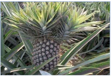 Gambar 1.  Tanaman nans(Ananas comosus L.) (sumber foto: Divisi R & D PT GGP). 
