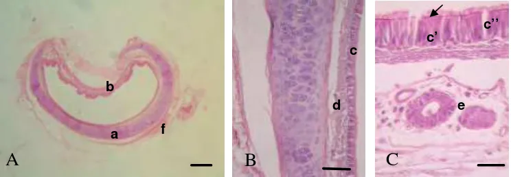 Gambar 3. Struktur umum trakhea M. javanica yang berbentuk cincin terbuka  (A) dengan cincin tulang rawan (a) dan muskulus trakhealis yang melekat pada permukaan dalam (b), dinding trakhea (B dan C) disusun oleh lapis mukosa (c) yang terdiri dari epitel silindris semi banyak baris bersilia (c’), silia (tanda panah) dan sel-sel goblet (c”) diantaranya; lapis submukosa (d) yang terdiri dari jaringan ikat longgar dan beberapa kelenjar submukosa (e) terutama pada pangkal trakhea; lapis musculo cartilagenous (a dan b); serta lapis adventisia (f) (Pewarnaan HE, bar A= 500 µm, bar B= 50 µm, bar C= 20 µm) 