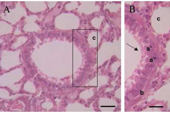 Gambar 7. Struktur umum bronkioli M. javanica. a. lapis mukosa yang terdiri dari epitel kubus bersilia (a’) dengan sel goblet diantaranya (a”), silia (tanda panah); b