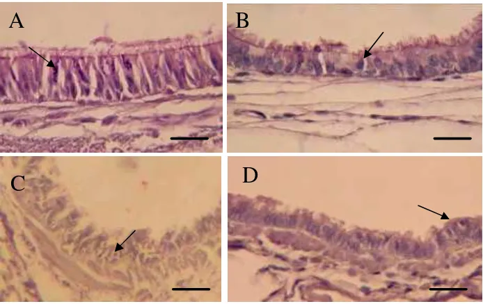 Gambar 8. Struktur umum bronkhioli terminalis dan percabangannya pada           M. javanica