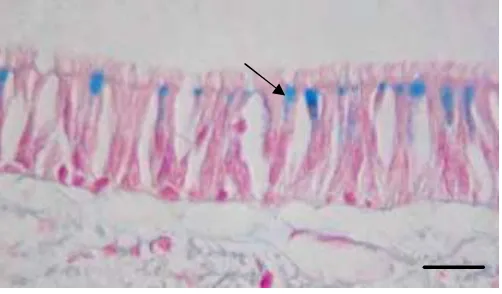 Gambar 10. Hasil pewarnaan AB pH 2,5 pada substansi mukus trakhea                  M. javanica