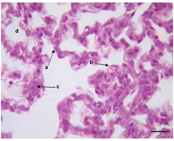 Gambar 12.  Dinding alveoli M. javanica terdiri atas sel-sel: a. sel tipe I;              b