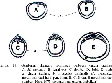 Gambaran skematis morfologi berbagai cincin trakhea.                        A. M. javanica; B