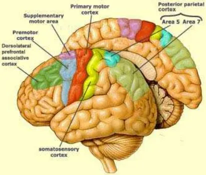 Gambar 1 Pembagian area pada hemisphere cerebri (Anonimus 2007a) 