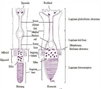 Gambar 6. Sel retina dan sinaps-sinapsnya.15