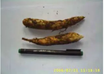 Gambar 1. Umbi Garut (Maranta arundinacea L) 