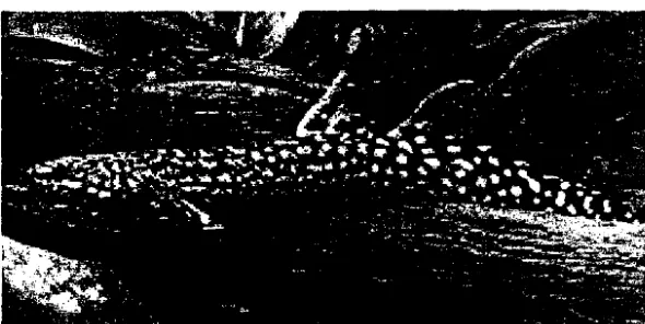 Gambar 1. Ikan Palmas Ornatipinnis (Polypteros omatipinnis) 