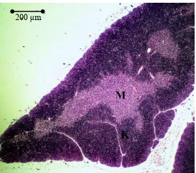 Gambar 1 Fotografi mikro timus mencit jantan kelompok C (albendazol) pada perbesaran 4x