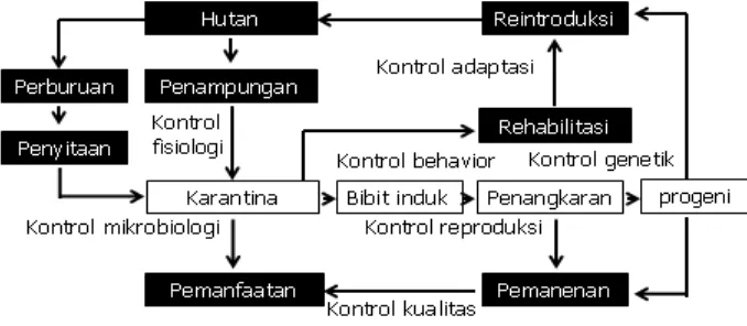 Gambar 2 Diagram alir kerangka pemikiran strategi medik konservasi. (Lelana 2004) 