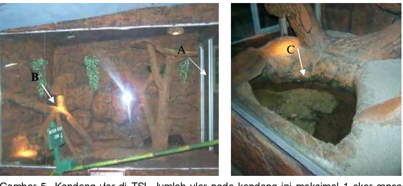 Gambar 4  Kandang ular di TMR (Terrarium 1 dan 2). Jumlah ular pada kandang ini maksimal 5 ekor sanca batik (Python reticulatus) ukuran sedang
