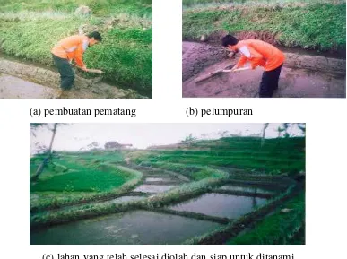 Gambar 3. Pengolahan Tanah untuk Budidaya Selada Air. 