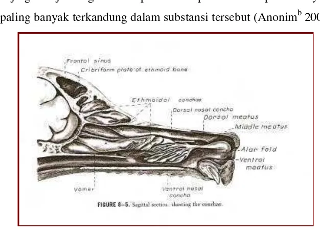 Gambar 2. Potongan sagital anatomi hidung anjing         (Evans 1993)  
