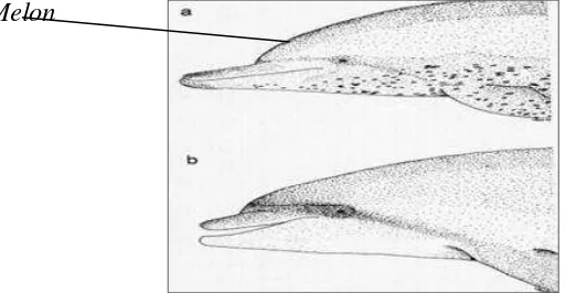Gambar 1 Perbedaan (a) Tursiops aduncus dan (b) Tursiops truncatus pada        bagian kepala (Wang et al