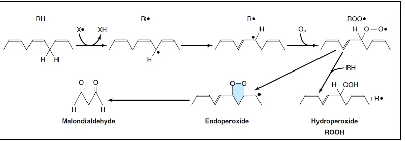 Gambar 2.2 Peroksidasi lemak (Harper, 2003)
