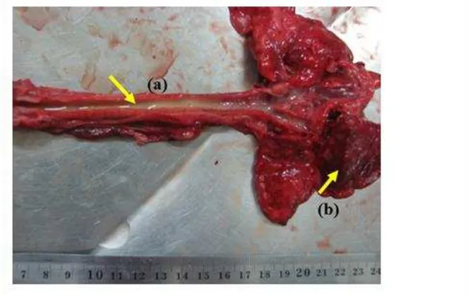 Gambar 1 Patologi anatomi trakhea dan paru-paru kucing yang mengalami trakheobronkhitis