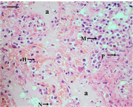 Gambar 8  Histopatologi paru-paru. Edema pulmonum (a), hemoragi (H),  infiltrasi sel radang neutrofil (N), makrofag (M), dan sel  plasma (P) (panah)
