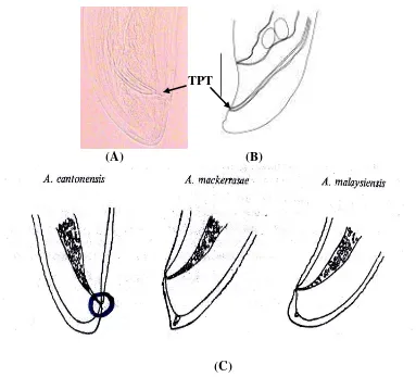 Gambar 5 Perbandingan morfologi cacing A. cantonensis bagian posterior yang ditemukan pada sampel keong mas dengan literatur