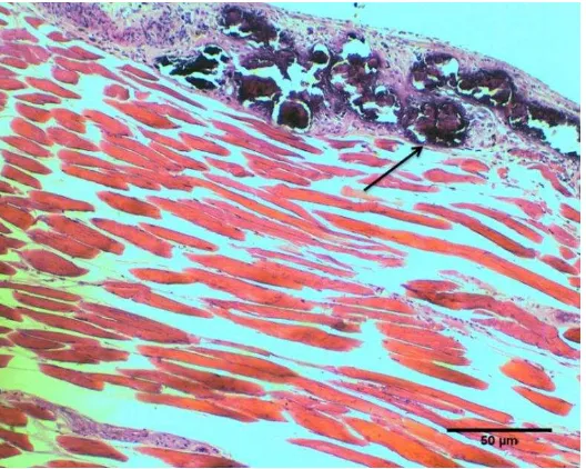 Gambar 8  Limpa mengalami splenitis, kongesti (bintang), infiltrasi limfosit                      (panah) dan makrofag (anak panah)