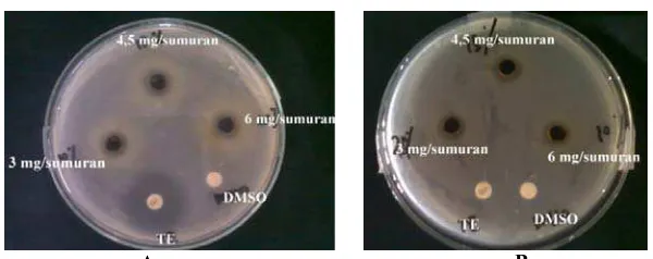 Tabel 2. Hasil Uji Aktivitas Antibakteri Ekstrak Etanol Daun Selasih (Ocimum basillicum L.) terhadap Bakteri  Staphylococcus aureus Sensitif dan Mutiresisten (n = 3) 