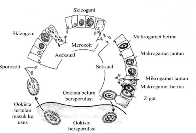 gambar 1.  Gambar 1. Siklus hidup Eimeria sp (Levine 1985) 