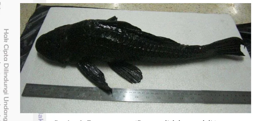 Gambar 2. Ikan sapu-sapu (Pterygoplichthys pardalis) 