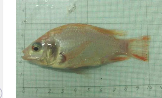 Gambar 2 Ikan nila merah (Oreochromis niloticus) 