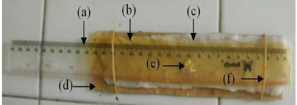 Gambar 5. Rangkaian alat penelitian yang terdiri atas (a) penggaris, (b) kertas germinasi, (c) kapas basah, (d) papan triplek, (e) kecambah kacang hijau, dan (f) karet gelang (Dokumentasi pribadi)