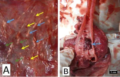 Gambar 2 (A) Gout viseralis pada paru-paru (panah biru), mineralisasi (panah kuning) dan perdarahan (panah hijau A) (B) Bekuan darah mengisi lumen trakhea (panah) 