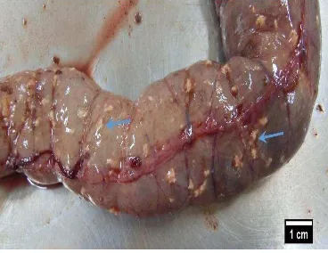 Gambar 3 Gastritis ulseratif et hemoragis (panah) pada lambung komodo 