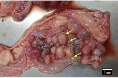 Gambar 7 Oovoritis hemoragika (panah biru) dan gout viseralis (panah kuning) pada ovarium 