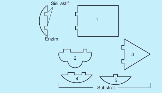 Gambar 2.2Cara kerja enzim Induced Fit Theory