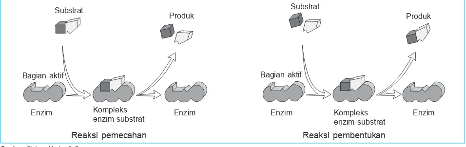 Gambar 2.5Kerja enzim bersifat bolak-balik (reversibel)