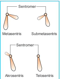 Gambar 3.10Jenis kromosom