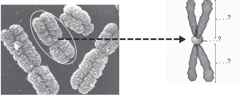 Gambar 4.1Struktur kromosom