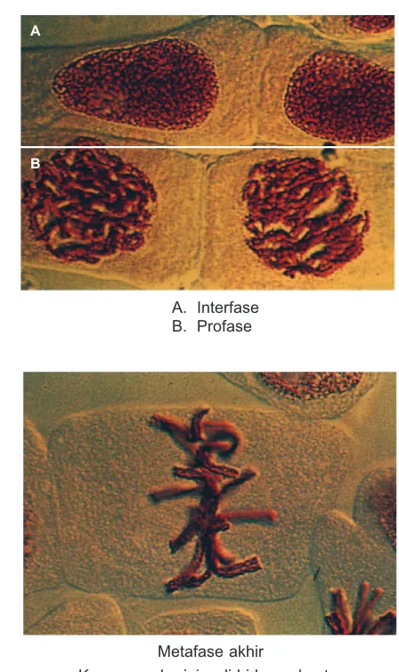 Gambar 4.12Tahap-tahap mitosis pada sel tumbuhan