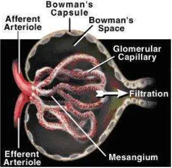 Gambar 2 Glomerulus