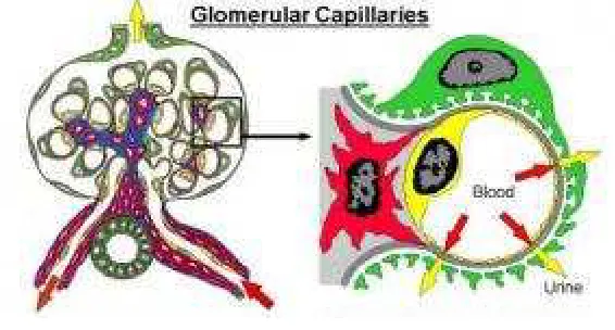 Gambar 3. Kapiler glomerulus