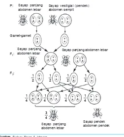 Gambar 5.8Diagram peristiwa pautan pada lalat buah