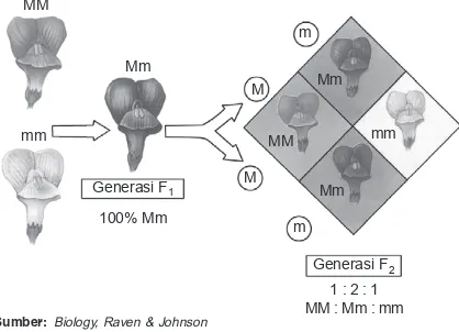 Gambar 5.4Perkawinan monohibrid menghasilkan sifat intermediat
